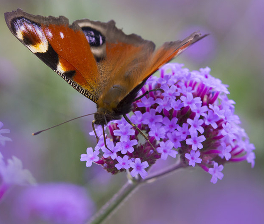 Lila Blüten mit einem Schmetterling.