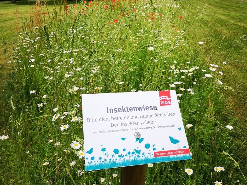 Infotafel an einer der Insektenwiesen der TRAVE.