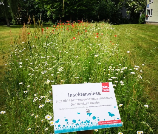Infotafel an einer der Insektenwiesen der TRAVE.